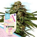 Super THC Pack - Varietà autofiorenti