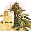 Super THC Pack - Varietà autofiorenti