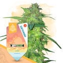 Super THC Pack - Varietà autofiorenti