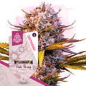 Super THC Pack - Varietà autofiorenti