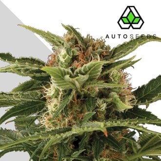 Auto Pounder (Auto Seeds) femminizzata