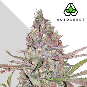 Berry Ryder (Auto Seeds) femminizzata