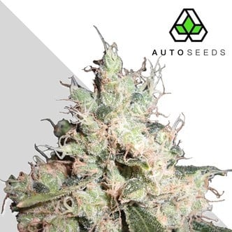 Hijack (Auto Seeds) femminizzata