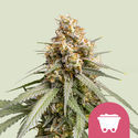 Shining Silver Haze (Royal Queen Seeds) femminizzata