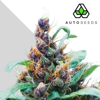 Purple Stilton (Auto Seeds) femminizzata
