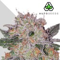 Trans Siberian (Auto Seeds) femminizzata