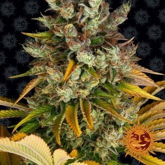 GMO (Barney's Farm) femminizzata