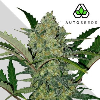 Ultra Lemon Haze (Auto Seeds) femminizzata
