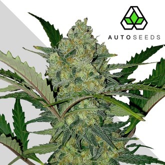 Ultra Lemon Haze (Auto Seeds) femminizzata
