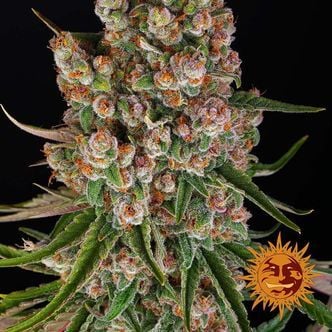 GMO Auto (Barney's Farm) femminizzata