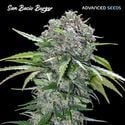 San Bacio Burger (Advanced Seeds) femminizzata