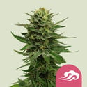 Blue Mystic (Royal Queen Seeds) femminizzata