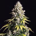 Lemon Cream Kush Automatic (Spliff Seeds) femminizzata