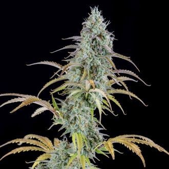 AK Automatic (Spliff Seeds) femminizzata