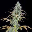 AK Automatic (Spliff Seeds) femminizzata