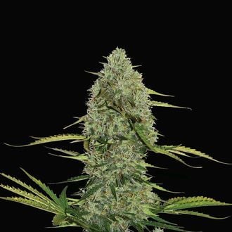 Mega Power Plant Automatic (Spliff Seeds) femminizzata