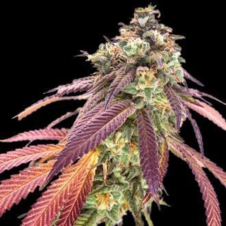 Amnesiac Automatic (Spliff Seeds) femminizzata