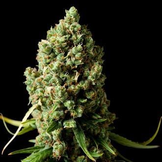 Amnesiac (Spliff Seeds) femminizzata