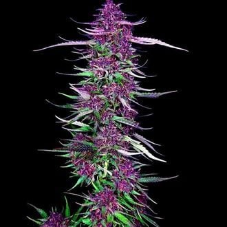 Purple Berry Kush (Spliff Seeds) femminizzata