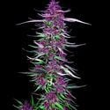 Purple Berry Kush (Spliff Seeds) femminizzata