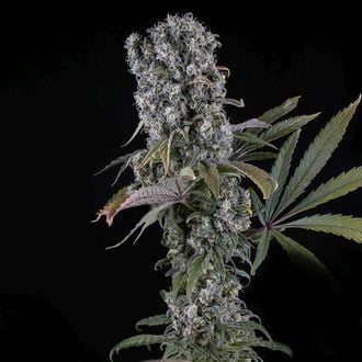 Spliff Cheese Automatic (Spliff Seeds) femminizzata