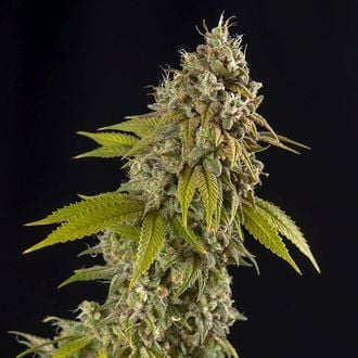 Girl Scout Cookies Automatic (Spliff Seeds) femminizzata