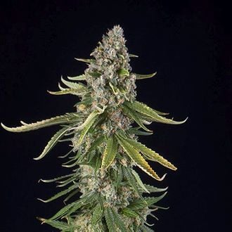 Zkittlez Automatic (Spliff Seeds) femminizzata