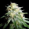 White Widow Automatic (Spliff Seeds) femminizzata