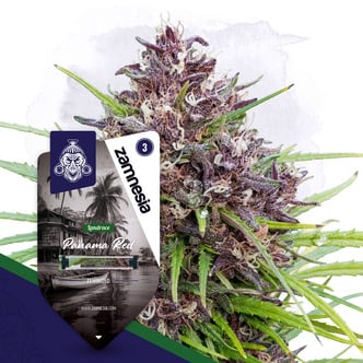Panama Red (Zamnesia Seeds) femminizzata