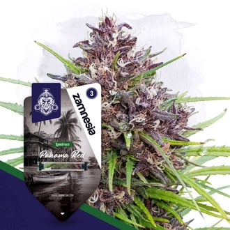 Panama Red (Zamnesia Seeds) femminizzata