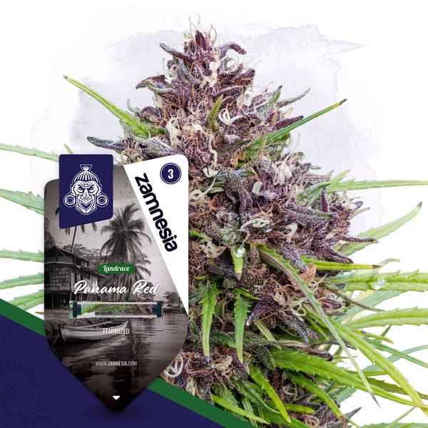 Panama Red (Zamnesia Seeds) femminizzata
