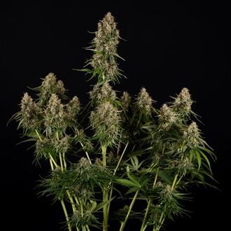 Runtz F1 Auto (Zamnesia Seeds) femminizzata