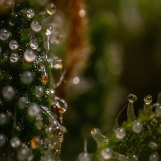 Runtz F1 Auto (Zamnesia Seeds) femminizzata