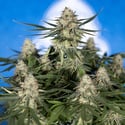 Do-Si-Dos F1 Automatic (Zamnesia Seeds) femminizzata