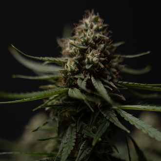Do-Si-Dos F1 Auto (Zamnesia Seeds) femminizzata
