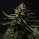 Do-Si-Dos F1 Automatic (Zamnesia Seeds) femminizzata