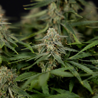Do-Si-Dos F1 Auto (Zamnesia Seeds) femminizzata
