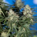 Do-Si-Dos F1 Automatic (Zamnesia Seeds) femminizzata