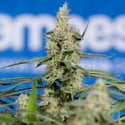 Do-Si-Dos F1 Automatic (Zamnesia Seeds) femminizzata