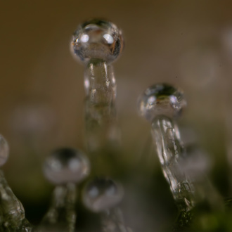 Do-Si-Dos F1 Auto (Zamnesia Seeds) femminizzata