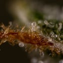 Do-Si-Dos F1 Automatic (Zamnesia Seeds) femminizzata