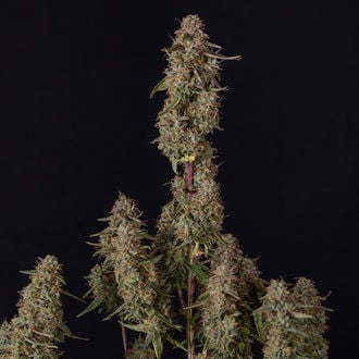 Watermelon Candy F1 Auto (Zamnesia Seeds) femminizzata