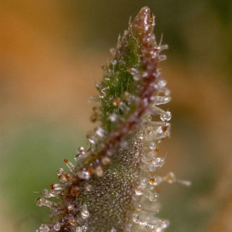 Watermelon Candy F1 Auto (Zamnesia Seeds) femminizzata