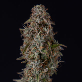 Watermelon Candy F1 Auto (Zamnesia Seeds) femminizzata