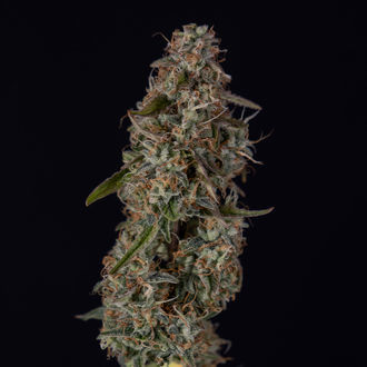 Watermelon Candy F1 Auto (Zamnesia Seeds) femminizzata