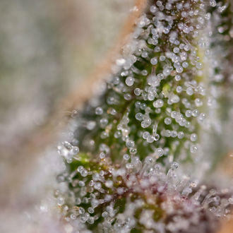 Watermelon Candy F1 Auto (Zamnesia Seeds) femminizzata