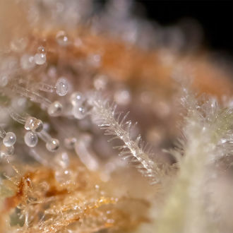 Watermelon Candy F1 Auto (Zamnesia Seeds) femminizzata