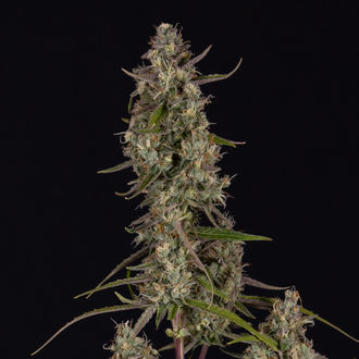 Watermelon Candy F1 Auto (Zamnesia Seeds) femminizzata