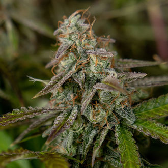 Wurlz F1 Auto (Zamnesia Seeds) femminizzata