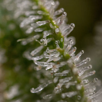 Wurlz F1 Auto (Zamnesia Seeds) femminizzata